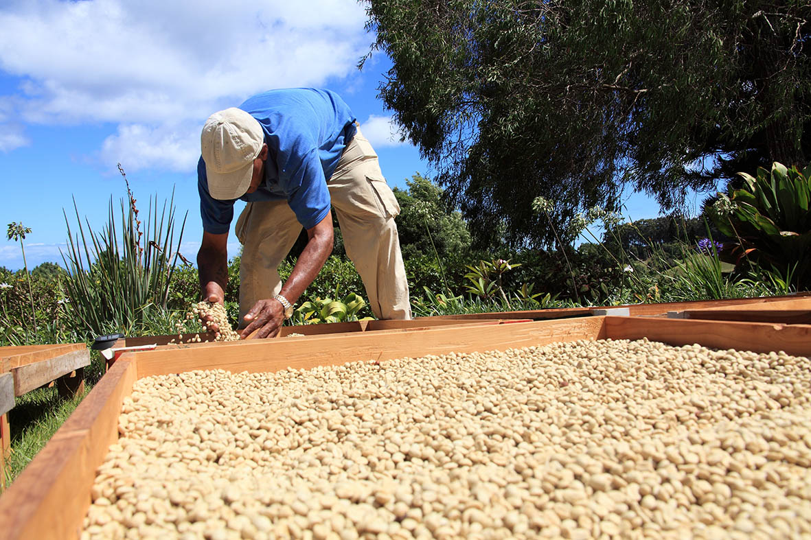 Proceso de trillado y tipos de café