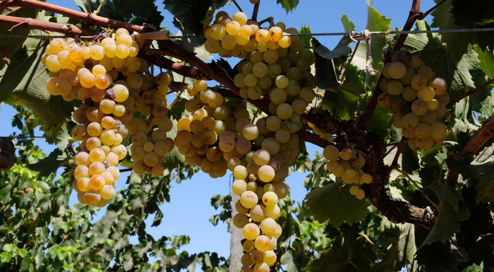  Uvas pisqueras en el valle de Ica 