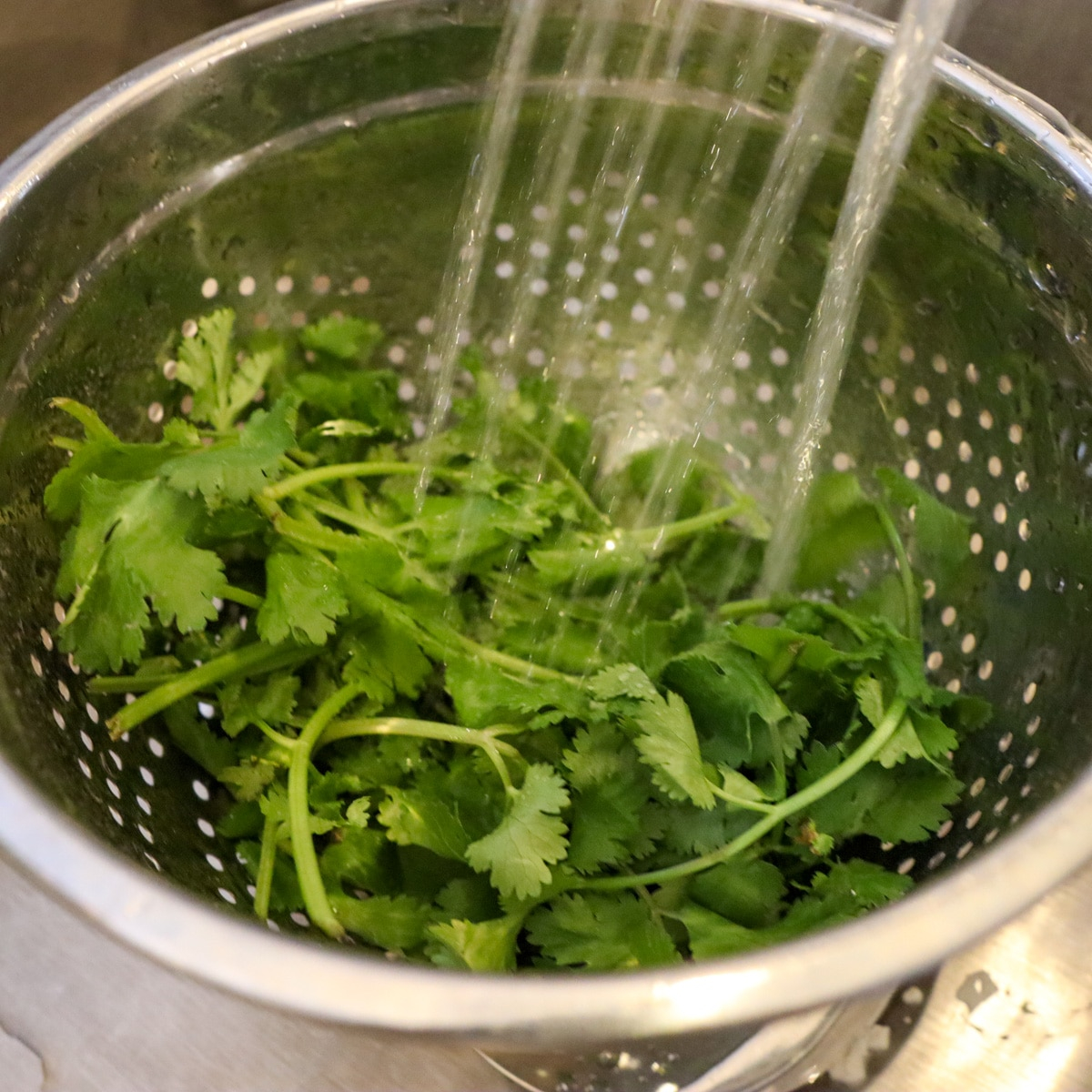 lavando cilantro (culantro)
