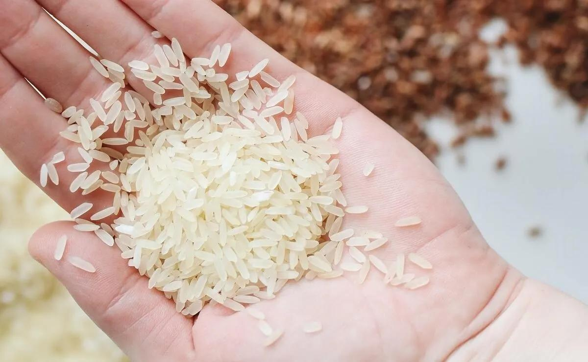 Granos de arroz en mano