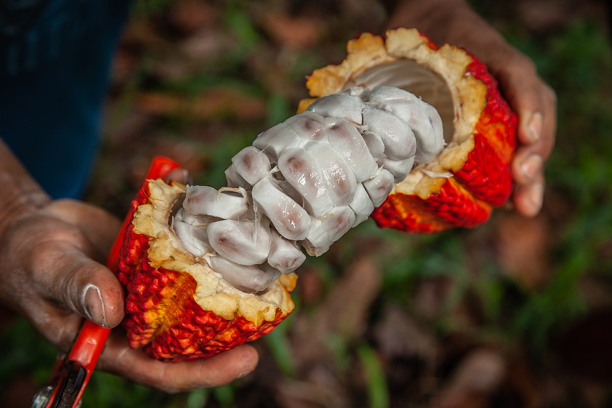 Cacao peruano en la Amazonía