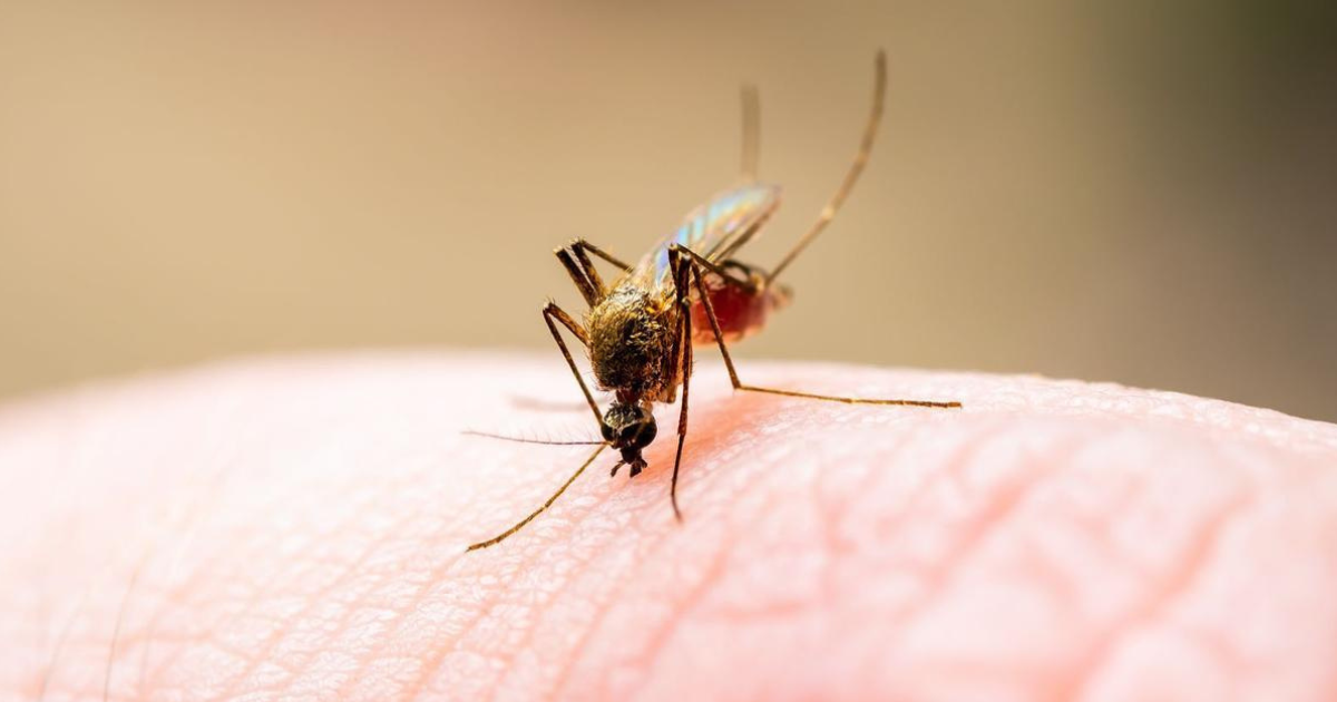 Los mosquitos son atraídos por diferentes factores, uno de ellos es la respiración (el dióxido de carbono que emitimos) y lo mismo sucede con el sudor.