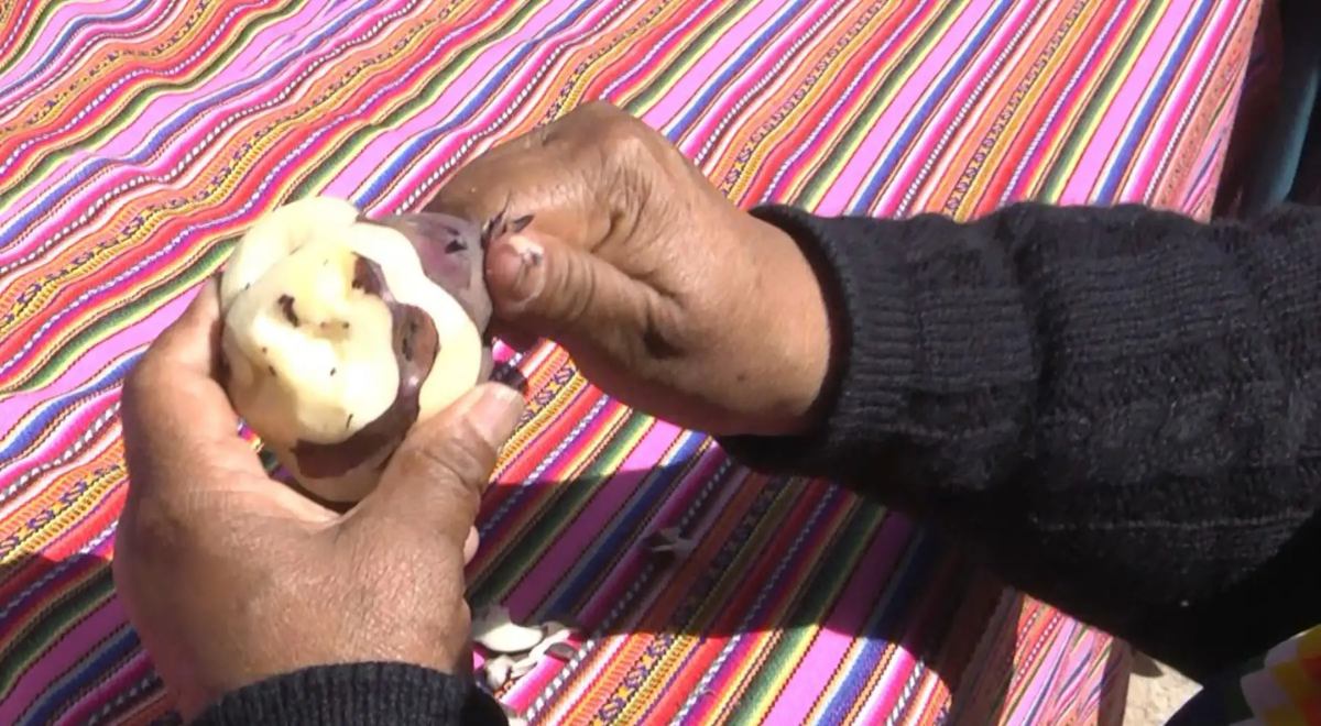 Selon la tradition, éplucher correctement cette pomme de terre indique les compétences ménagères et peut déterminer l'approbation du mariage par la belle-mère. Photo de : Andine Selon la tradition, éplucher correctement cette pomme de terre indique les compétences ménagères et peut déterminer l'approbation du mariage par la belle-mère. Photo de : Andine
