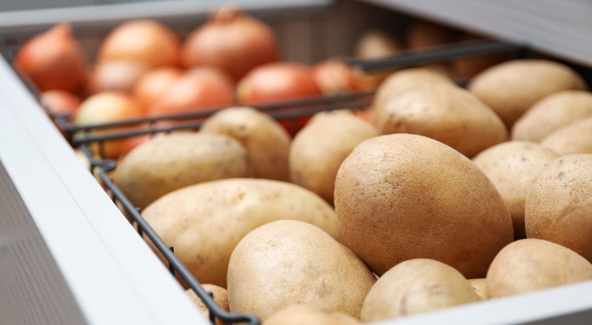 Pour éviter que les pommes de terre ne germent, conservez-les dans un endroit frais, sec et sombre, toujours séparées des oignons. Photo de : Envato pommes de terre aux germes