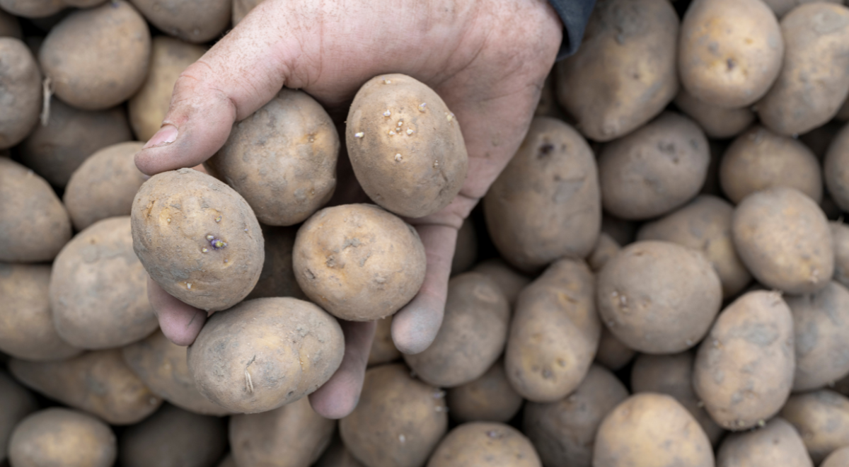 Si la pomme de terre a de petites pousses mais conserve une texture ferme et lisse, elle est toujours comestible tant que vous retirez les pousses avant la cuisson. Photo de : Envato pommes de terre aux germes